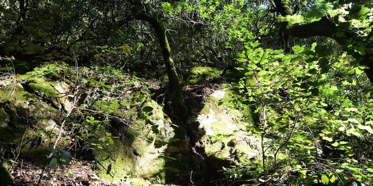 Entre écologie des sens et résonance : une possible reconnexion ? Article 1, Partie 2 : et en pratique ?